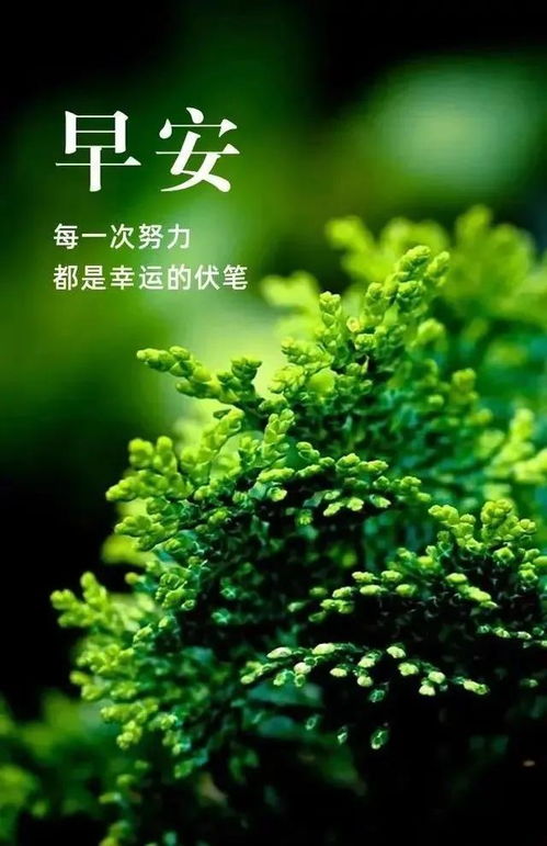 充滿(mǎn)正能量的唯美句子和