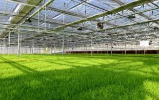 大棚搭建薄膜記入什么會計(jì)科目