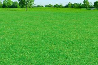 草坪,建造,會計科目,公司