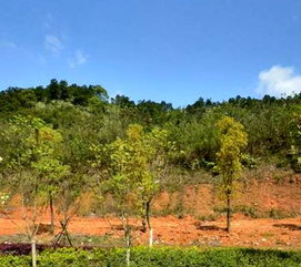 土地出讓金該做什么會(huì)計(jì)科目