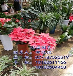 園藝,花卉,會計科目,公司