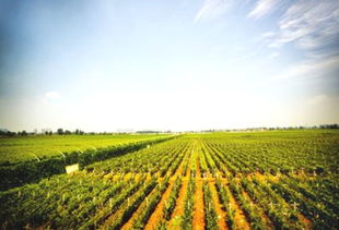 農(nóng)業(yè)種植合作社購(gòu)農(nóng)藥肥料會(huì)計(jì)科目