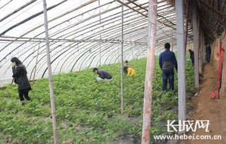 采摘園行業(yè)會計科目