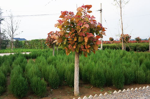 苗木公司購樹苗會計科目