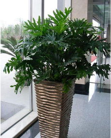 綠植租賃會計科目,綠植屬于什么會計科目,綠植計入什么會計科目