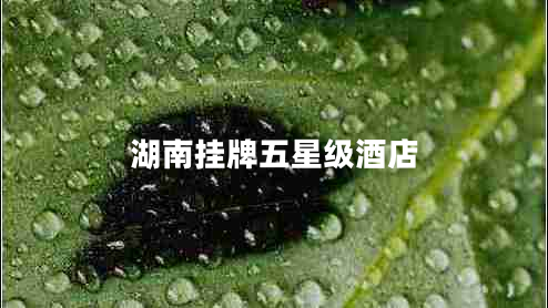 湖南掛牌五星級(jí)酒店