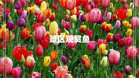 景區(qū)觀賞魚