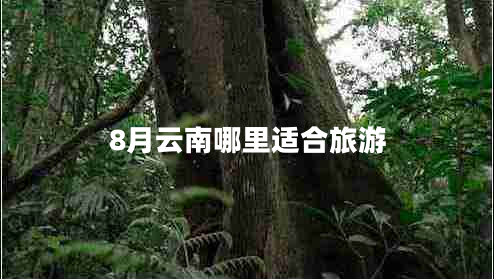 8月云南哪里適合旅游