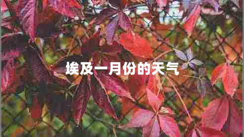 埃及一月份的天氣