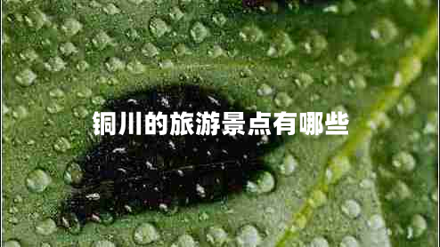 銅川的旅游景點(diǎn)有哪些