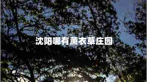 沈陽哪有薰衣草莊園