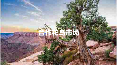合作花鳥市場