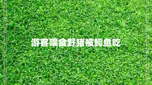 游客喂食野豬被鱷魚吃 游客喂食野豬被鱷魚吃