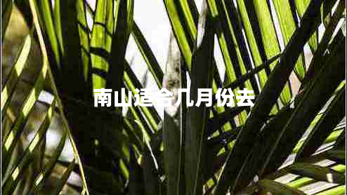 南山適合幾月份去