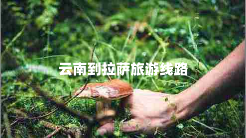 云南到拉薩旅游線路