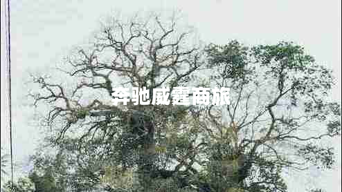 奔馳威霆商旅 奔馳威霆商旅