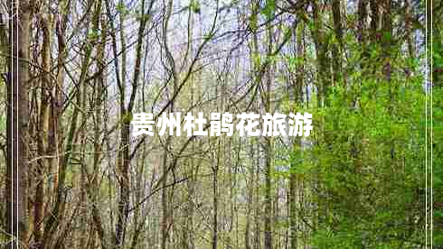 貴州杜鵑花旅游