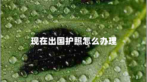 現(xiàn)在出國(guó)護(hù)照怎么辦理