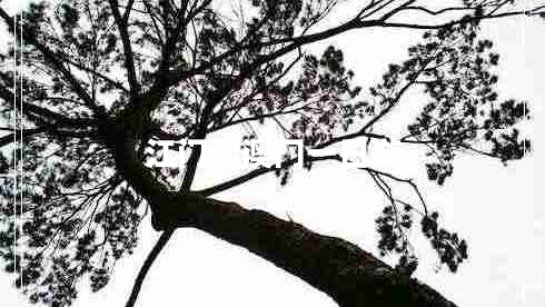 江門到澳門一日游 江門到澳門一日游