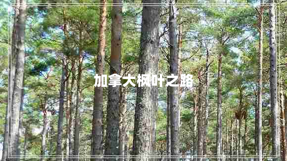 加拿大楓葉之路