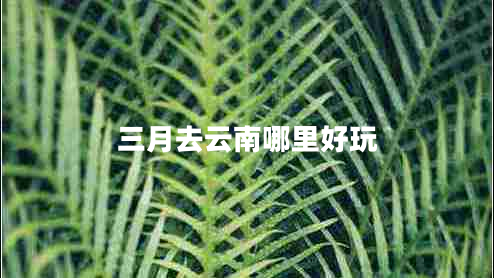 三月去云南哪里好玩