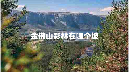 金佛山彩林在哪個坡 金佛山彩林在哪個坡