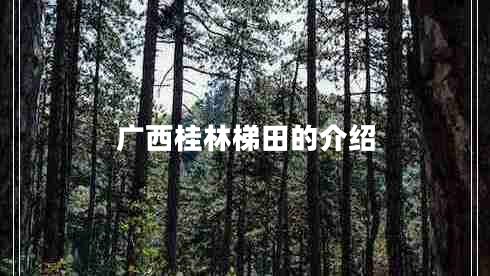 廣西桂林梯田的介紹