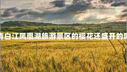 青白江鳳凰湖旅游景區(qū)的櫻花還盛開的嗎