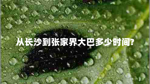 從長(zhǎng)沙到張家界大巴多少時(shí)間?