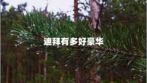 迪拜有多好豪華