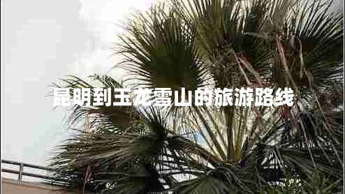 昆明到玉龍雪山的旅游路線