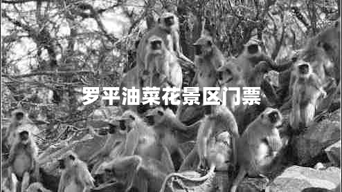 羅平油菜花景區(qū)門票