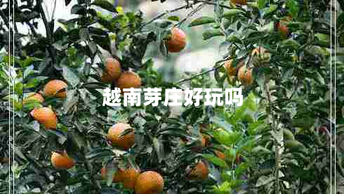 越南芽莊好玩嗎