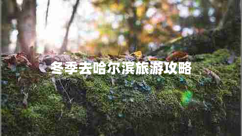 冬季去哈爾濱旅游攻略