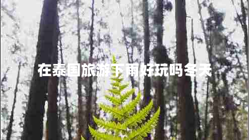 在泰國旅游下雨好玩嗎冬天