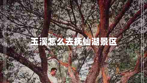玉溪怎么去撫仙湖景區(qū)