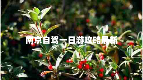 南京自駕一日游攻略最新