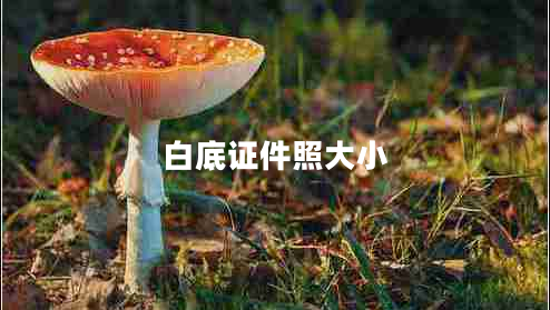 白底證件照大小