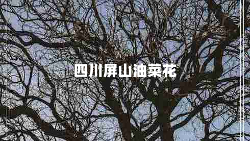 四川屏山油菜花