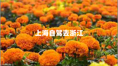 上海自駕去浙江