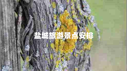 鹽城旅游景點(diǎn)安排 鹽城旅游景點(diǎn)安排