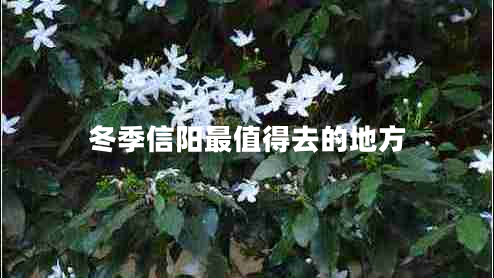 冬季信陽最值得去的地方