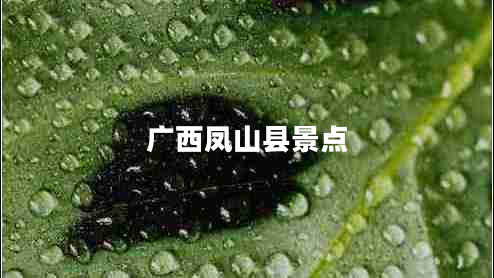 廣西鳳山縣景點(diǎn) 廣西鳳山縣景點(diǎn)