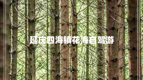 延慶四海鎮(zhèn)花海自駕游