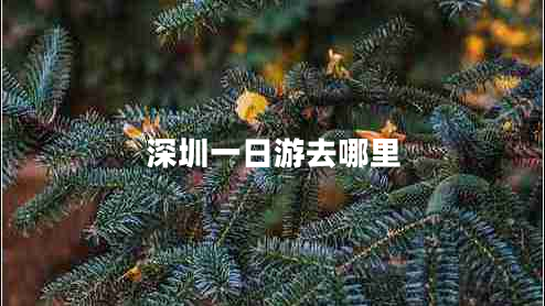 深圳一日游去哪里