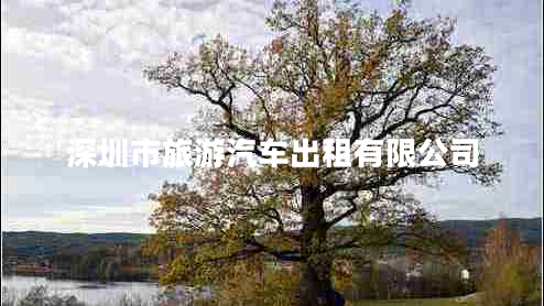 深圳市旅游汽車出租有限公司
