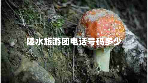 陵水旅游團(tuán)電話號碼多少