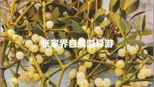 張家界自駕游導(dǎo)游