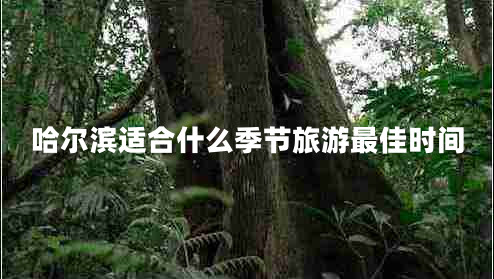 哈爾濱適合什么季節(jié)旅游最佳時間