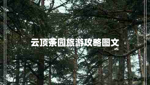 云頂茶園旅游攻略圖文